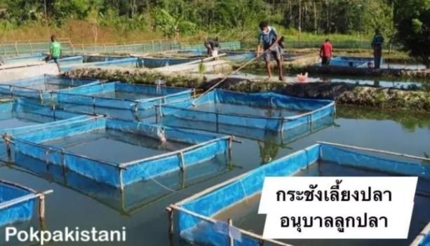 กระชัง กระชังเลี้ยงปลา กระชังมุ้งเขียว กระชังขังปลา กระชังอนุบาลปลา รูปที่ 6