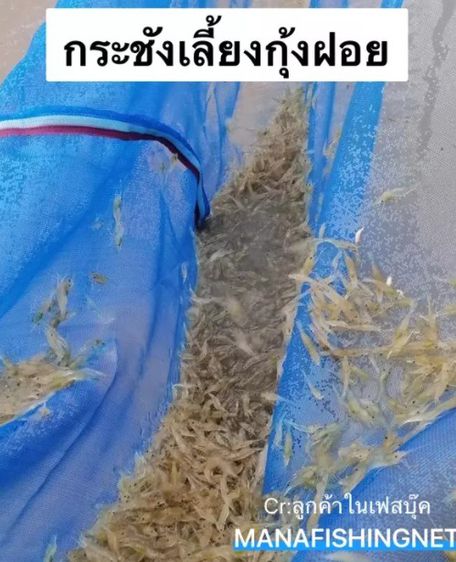 กระชังเลี้ยงปลา กุ้ง ริมแม่น้ำ เขื่อน ลำคลอง 🔸 ขนาด 1.8x1.8เมตร ลึก 1 เมตร 📌แบบสำเร็จพร้อมกาง รูปที่ 3