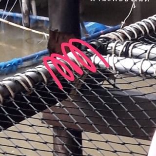 เชือกขึงโครง เชือกร้อยโครง เชือกยึดโครง 🅰️ แพนอน เปลนอน ตาข่ายกันนก ตาข่ายสนามกีฬา ตาข่ายซ้อมกอล์ฟ ตาข่าย รูปที่ 3