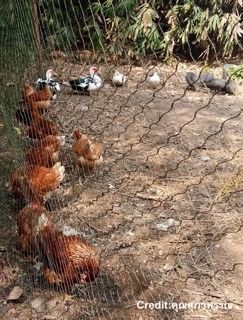 ตาข่าย NET  ขนาด 1.5x15 เมตร ตาข่ายกันนก  ล้อมรั้ว  กั้นคอกเลี้ยงสัตว์ ☀️ Super UV Protection รูปที่ 3