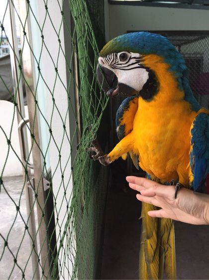 ตาข่าย.ล้อมรั้ว. กั้นคอก 1 ผืนยาว 15 เมตร รูปที่ 2