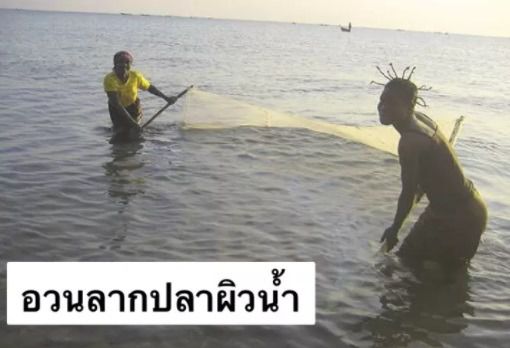 อวนลากปลา แบบสำเร็จเย็บเป็นถุงพร้อมเชือกลาก 📌 ขนาด 4 เมตร - 7 เมตร รูปที่ 8