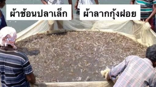 อวนลากปลา แบบสำเร็จเย็บเป็นถุงพร้อมเชือกลาก 📌 ขนาด 4 เมตร - 7 เมตร รูปที่ 4