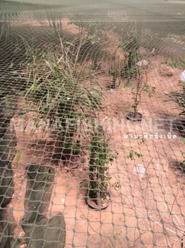 ตาข่ายทำกรง ตาข่ายเลี้ยงสัตว์ UV Protection รูปที่ 5