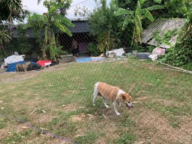 ตาข่ายกันงู ตาข่ายล้อมกันงู ตาข่ายจับงูหลาม  ป้องกันงูหลามกินเป็ดไก่นก ป้องกันงูเหลือมกินแมวสุนัข รูปที่ 7