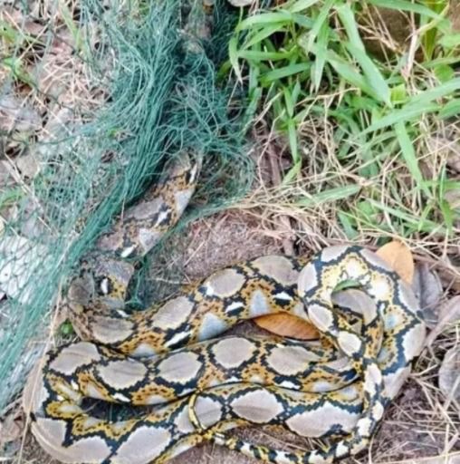 อุปกรณ์กันงู ตาข่าย ป้องกันงูเข้าบ้าน วิธีป้องกันงูเข้าบ้าน รูปที่ 2