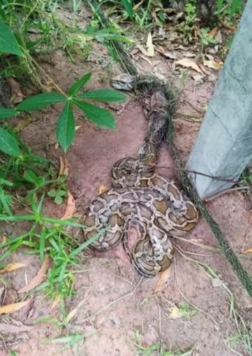 อุปกรณ์กันงู ตาข่าย ป้องกันงูเข้าบ้าน วิธีป้องกันงูเข้าบ้าน รูปที่ 5