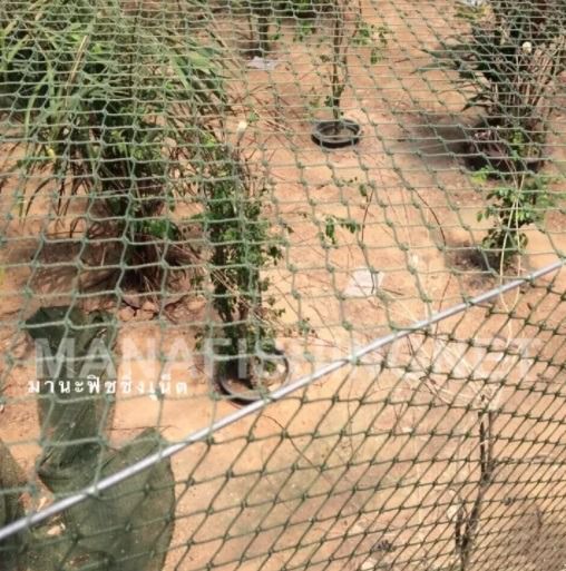 ตาข่ายล้อมสวน ตาข่ายล้อมคอก ตาข่ายอเนกประสงค์ ขนาด 1.5x15 เมตร รูปที่ 2