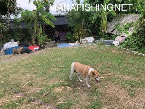 ตาข่ายล้อมสวน ป้องกันงูหลาม ขนาด 1.5x15 เมตร Super Net รูปที่ 8