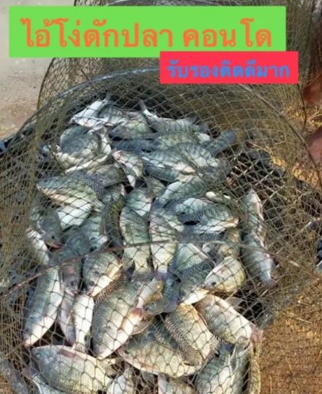 ไอ้โง่ดักปลาราคาถูก 📌 คอนโดดักปลา ดักกุ้ง รูปที่ 3