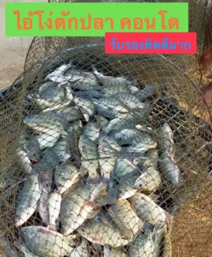 ไอ้โง่ดักปลา 📌มียาวสุด 40 ห่วง (13 เมตร) 🔰 มีหลายขนาดให้เลือก รูปที่ 4