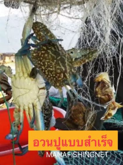 อวนปูแบบสำเร็จ 🅰️ ตา 9 เซ็น   10 เซ็น   11 เซ็น ป้าย 200 เมตร รูปที่ 4