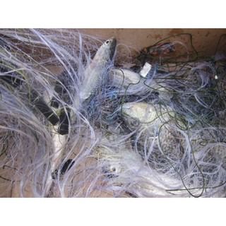 อวนปลากระบอกแบบสำเร็จ ตา 4.5 เซน ลึก 1.8 เมตร กางจริงได้ยาวประมาณ 80-100 เมตร รูปที่ 3