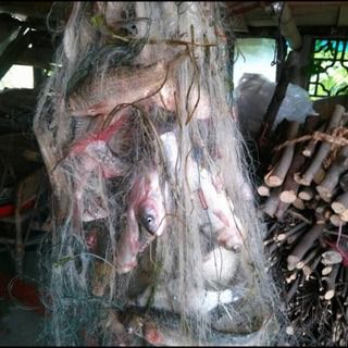 ตาข่ายดักปลา  มองจับปลา  ด่างจับปลา  🅰️ในคลอง หรือแม่น้ำ ⭐️ แบบสำเร็จพร้อมใช้งาน รูปที่ 9