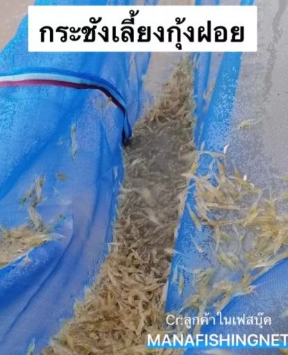 กระชังเลี้ยงปลา กุ้ง ลูกปลา แบบสำเร็จ 📌ขนาด 2.5เมตรx3.5เมตร สูง 1.2 เมตร เต็มตามขนาด 🅰️ มาตรฐานโรงงานผลิต รูปที่ 4