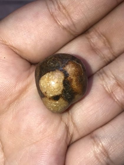 คตแมลงทับ ทรงเกือบกลม ที่หัวมีจุดขาว 2 จุด ขนาดประมาณ 2 ซม เนื้อแห้ง มันเงา สีน้ำตาลอมเขียว แข็งเป็นหิน เก่าจัด แท้ ดูง่าย หายาก สภาพสวย สมบ รูปที่ 3