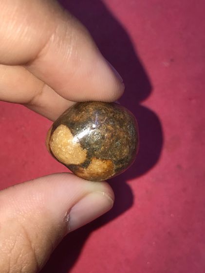 คตแมลงทับ ทรงเกือบกลม ที่หัวมีจุดขาว 2 จุด ขนาดประมาณ 2 ซม เนื้อแห้ง มันเงา สีน้ำตาลอมเขียว แข็งเป็นหิน เก่าจัด แท้ ดูง่าย หายาก สภาพสวย สมบ รูปที่ 7