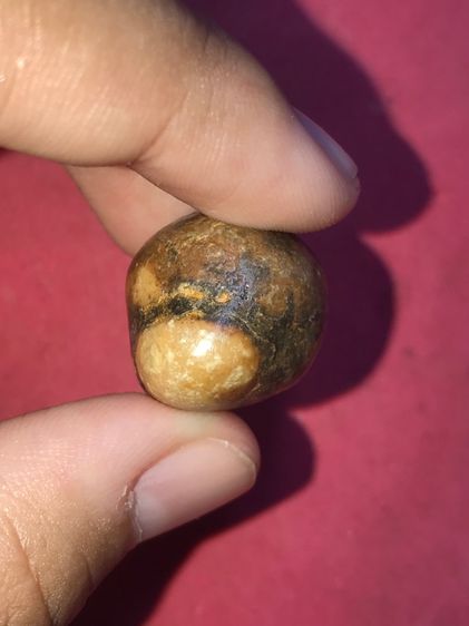 คตแมลงทับ ทรงเกือบกลม ที่หัวมีจุดขาว 2 จุด ขนาดประมาณ 2 ซม เนื้อแห้ง มันเงา สีน้ำตาลอมเขียว แข็งเป็นหิน เก่าจัด แท้ ดูง่าย หายาก สภาพสวย สมบ รูปที่ 5