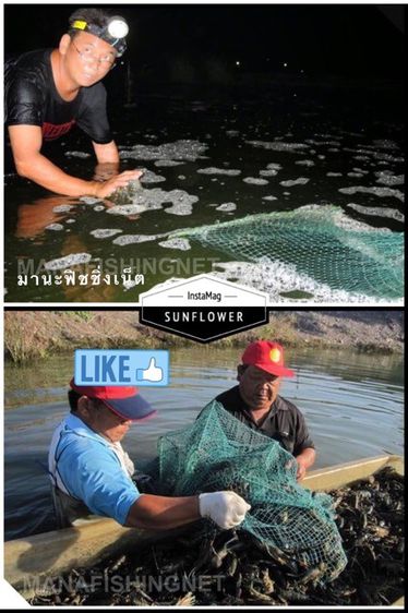 ลอบดักกุ้ง ดักปู ดักปลา ไซหนอน ไซงู ไซ ลอบ 🅰️ ตัวหนา เกรดเอ — ยอดขายอันดับ 1️⃣ 💯 รูปที่ 2