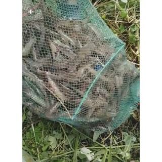 มุ้งดักกุ้ง  มุ้งดักปลา 🅰️แบบพับ 📌กางได้ยาว 7 เมตร  อุปกรณ์จับกุ้งจับปลา รูปที่ 4