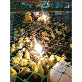 ตาข่ายกันนก  BIRD NET📌ตาถี่ เกรดเอ 🅰️ ขนาด 2x4 เมตร รูปที่ 3