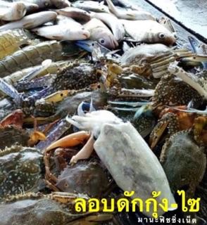 ไอ้โง่ไต้หวัน 🅰️ จับกุ้ง จับปลา 📌ตัวจัมโบ้ใหญ่สุด ยาว 8 เมตร รูปที่ 3
