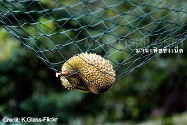 กันตก ตาข่ายกันตก เปลตาข่าย safety net ตาข่ายกันเด็ก รูปที่ 2