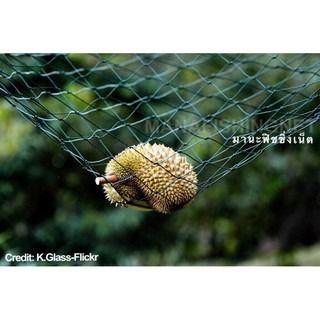 Safety Net ตาข่ายกันตก 🅰️ ขนาด 2x4 เมตร รูปที่ 2
