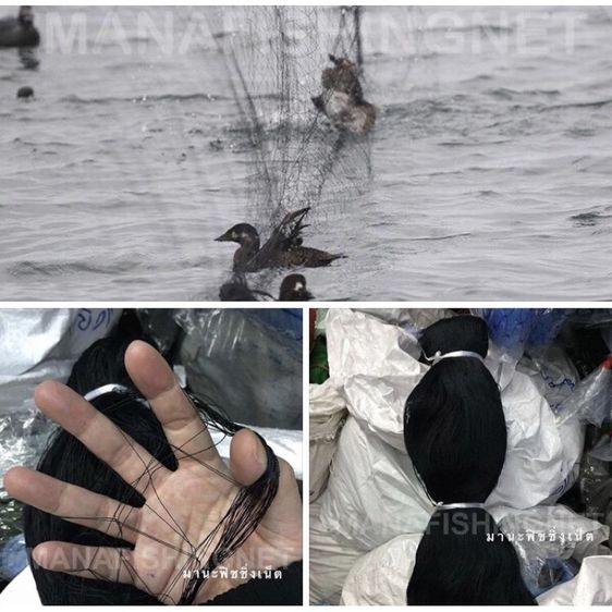 ตาข่ายป้องกันนกกาน้ำ นกเป็ดน้ำ ลงกินปลาในบ่อ วิธีป้องกันนกลงมากินปลา ตาข่ายไล่นกในบ่อปลา 📌 ขนาด 4x100 เมตร รูปที่ 3