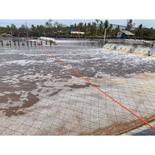 ตาข่ายกันนกคลุมบ่อเลี้ยงปลา ขนาด 4x100 เมตร รูปที่ 8