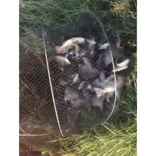 ไอ้โง่ดักปลา 30 ห่วง 10 เมตร ลวดหนา มีงาเข้าทุกช่อง ++รับรองติดดีมาก รูปที่ 2