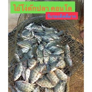 ไอ้โง่ดักปลา 30 ห่วง 10 เมตร ลวดหนา มีงาเข้าทุกช่อง ++รับรองติดดีมาก รูปที่ 7