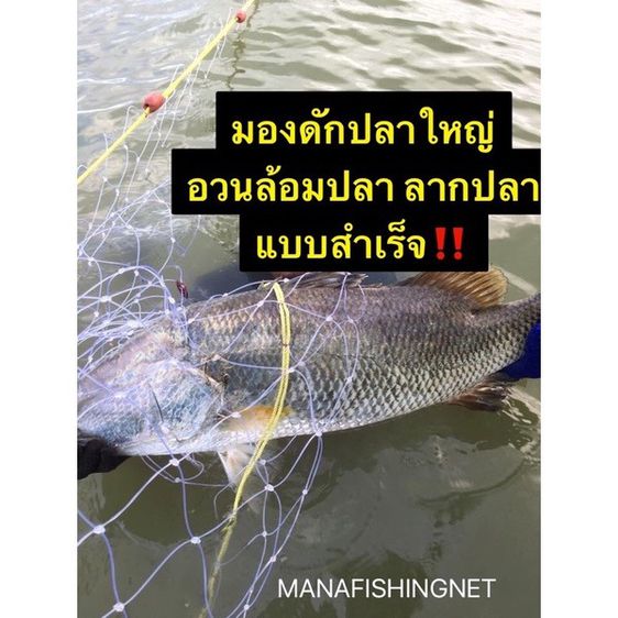 อวนกระพง ปลาชะโด ปลาใหญ่ ‼️แบบสำเร็จ 📌มีตา 3.5 นิ้ว ตา 4 นิ้ว  ตา 5 นิ้ว ให้เลือก รูปที่ 3