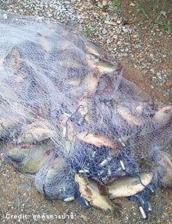 แหทอดหมึก ⭐️💯 งานแท้— ตะกั่วกานา 📌 มีรีวิวจากลูกค้า รูปที่ 6