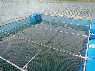 กระชัง กระชังเลี้ยงปลา กระชังขังปลา 🅰️ รุ่นหนาพิเศษ รูปที่ 4