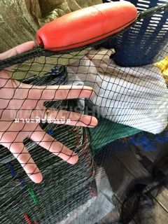 อวนลาก จับปลา กุ้ง ในบ่อเลี้ยง 🅰️ สำเร็จพร้อมใช้ลากจับปลา จับกุ้ง อวนลาก พร้อมเชือก ทุ่นลอยใหญ่ ตัวถ่วงล่าง รูปที่ 5