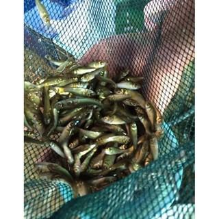 กระชังเลี้ยงปลา ลูกปลา กุ้ง กระชังอวนตาถี่ 1 เซ็น 🅰️ขนาด 3x6 สูง 1.8 เมตร รูปที่ 3