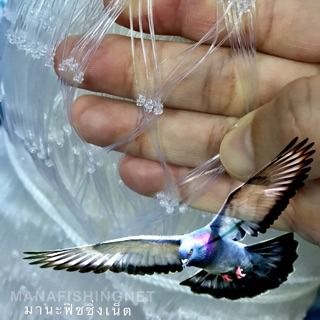 ตาข่ายกันนก 🅰️ รุ่นเอ็นใส📌กว้าง 10 เมตรxยาว 40 เมตร รูปที่ 5