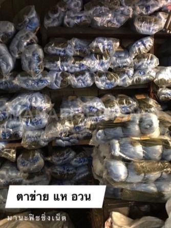 มองปลิว พร้อมเชือก รูปที่ 3