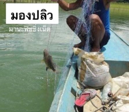 กัดดักปลา ราคาส่ง ถูกที่สุด 🅰️ ป้าย 200 เมตร 📌เอ็นใยบัว เอ็นนิ่ม ติดดีมาก รูปที่ 2