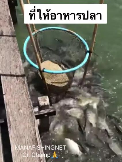 ที่ให้อาหารปลาในบ่อเลี้ยง  รูปที่ 3
