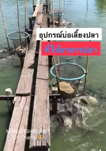 สวิงให้อาหารปลา ตักปลา ตักกุ้ง รูปที่ 5