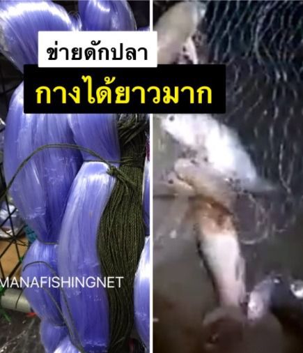 ตาข่าย มอง ดาง อวน ดักปลา ป้าย 100 เมตร รูปที่ 2