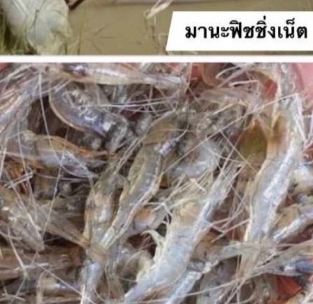 สวิงช้อนกุ้งฝอย ช้อนลูกปลา ตาถี่ 1 เซ็น รูปที่ 4