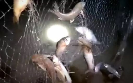 อวนปลาหมอเทศ ปลานิล ตะคัดดักปลา กัดดักปลา มองดักปลา รูปที่ 4