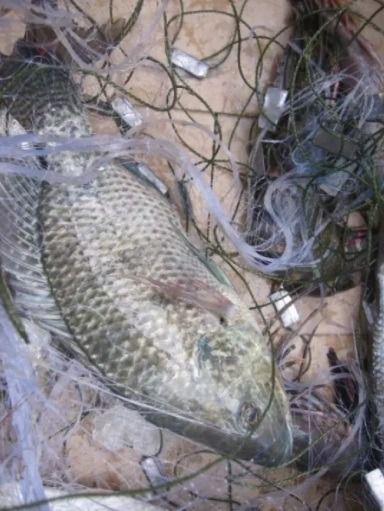 อวนปลาหมอเทศ ปลานิล ตะคัดดักปลา กัดดักปลา มองดักปลา รูปที่ 5