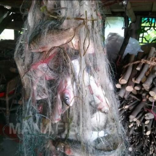 อวนปลาหมอเทศ ปลานิล ตะคัดดักปลา กัดดักปลา มองดักปลา รูปที่ 6