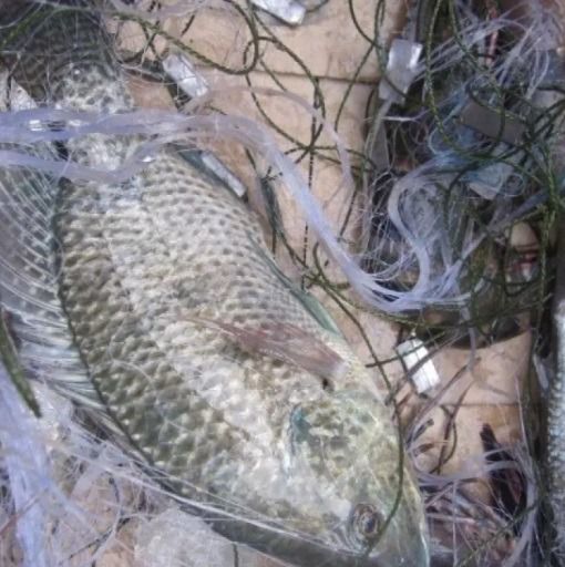 อวนปลาหมอเทศ ปลานิล ตะคัดดักปลา กัดดักปลา มองดักปลา รูปที่ 2