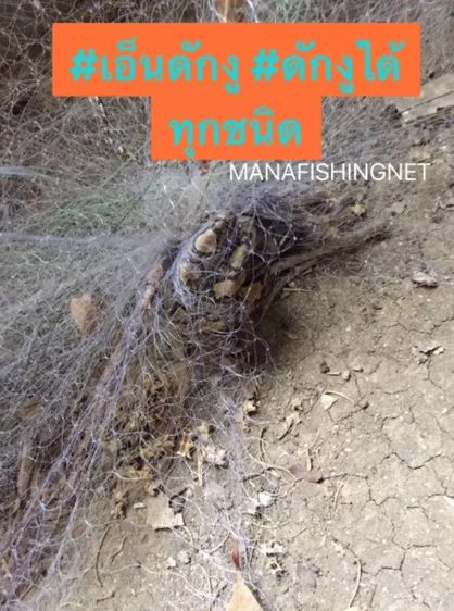 เอ็นดักงู ดักได้ทุกชนิด  รูปที่ 8