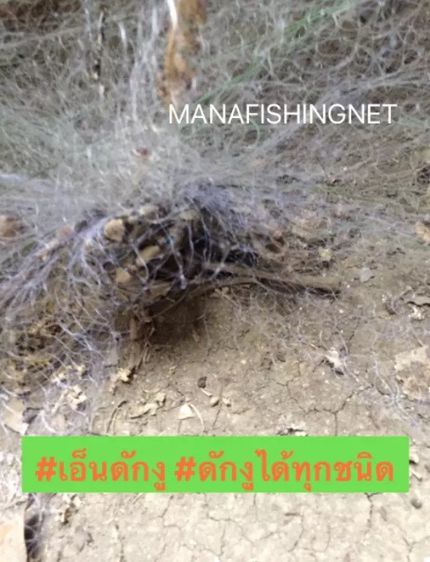 เอ็นดักงู ดักได้ทุกชนิด  รูปที่ 6